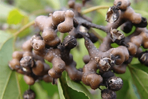 헛개나무효능06