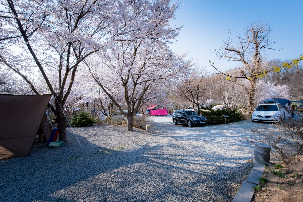 벚꽃 캠핑장