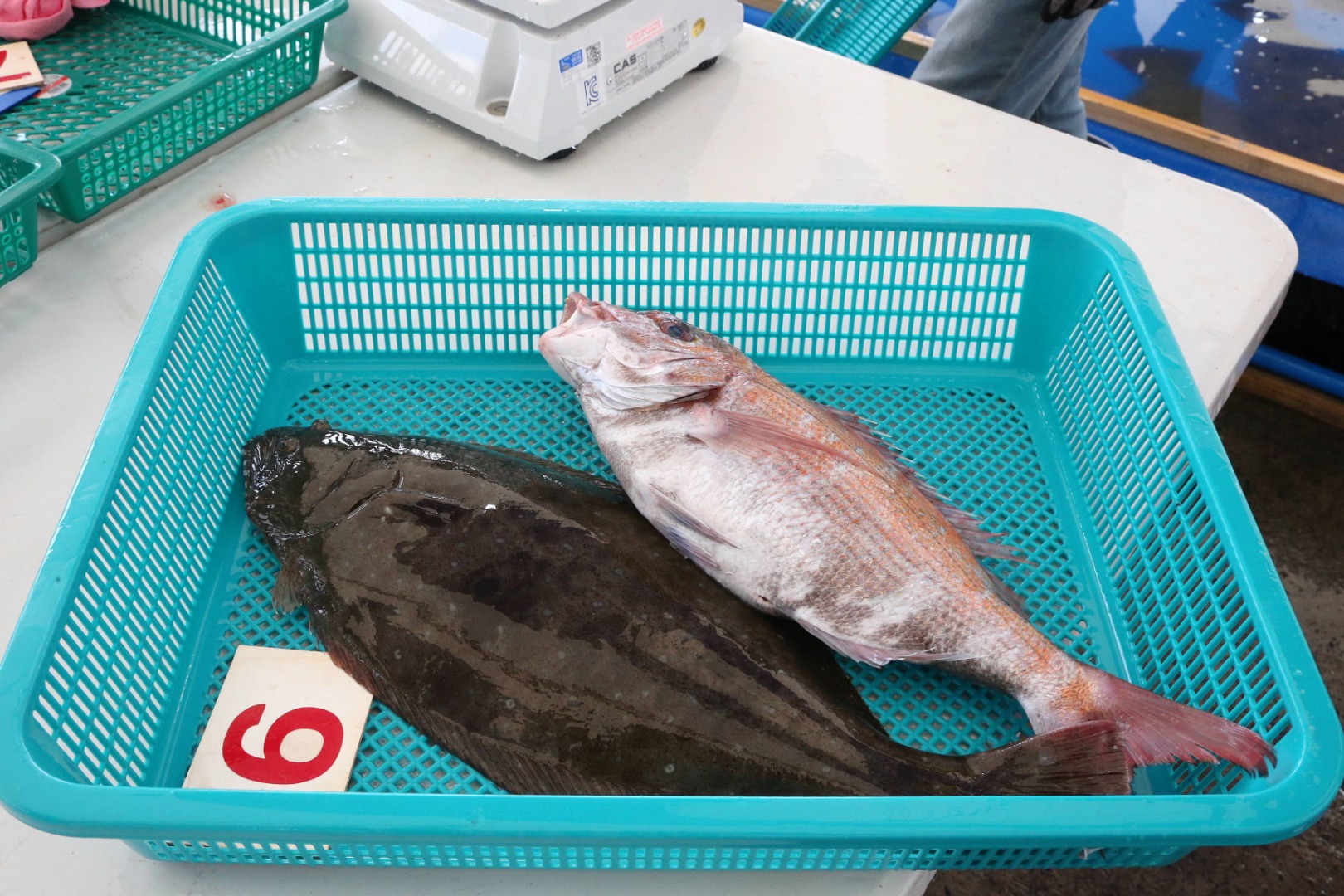 서천 자연산 광어 도미 축제