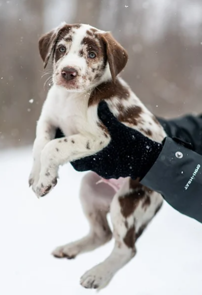 눈 내리는 풍경 속에서 얼룩무늬 털을 가진 강아지를 손으로 안고 있는 모습, 호기심 가득한 표정