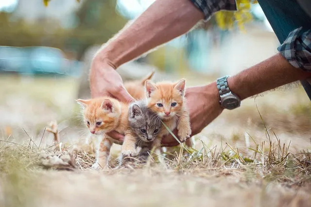 고양이 합사 방법 실패 스트레스 서열_7