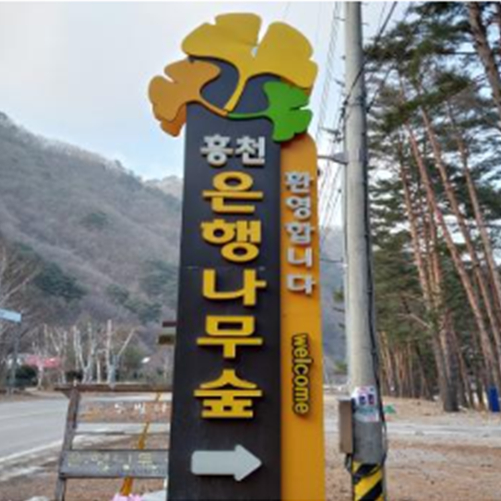 홍천 은행나무숲 개방시간