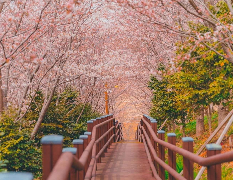 2025 벚꽃 개화시기