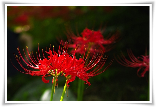 &quot;상사화&quot; 이루어질 수 없는 사랑의 꽃, 그 아름다움과 가치!