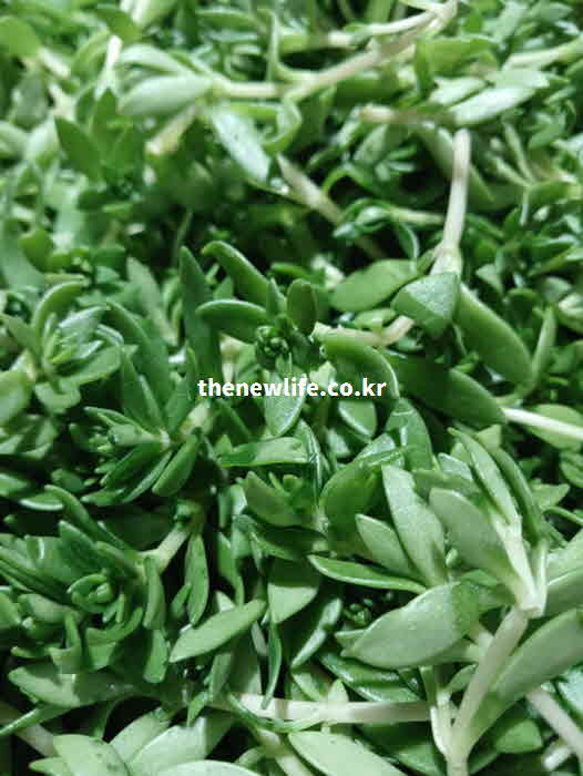 돌나물 효능 조리법 비타민 C