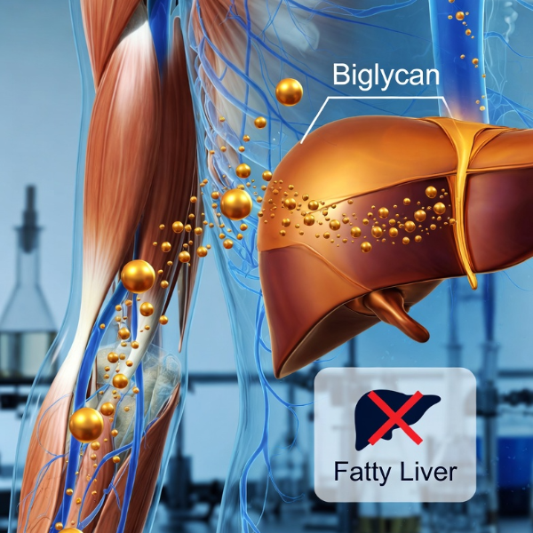 현미경으로 본 인체 근육(왼쪽)과 간(오른쪽)의 해부학적 구조 이미지. 운동 시 근육 세포에서 분비된 황금색 '바이글리칸(Biglycan)' 호르몬이 혈관을 타고 간으로 이동하여 간 지방(Fatty Liver) 축적을 차단하는 의학적 메커니즘을 시각적으로 표현함.