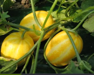 참외의 효능 (질병 예방, 면역력 강화, 소화 개선)