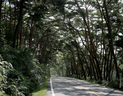 태안팔경-안면송림