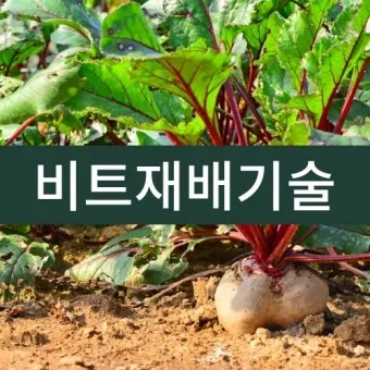 비트 재배 씨앗 불리기 발아 촉진 솎아 내기_31
