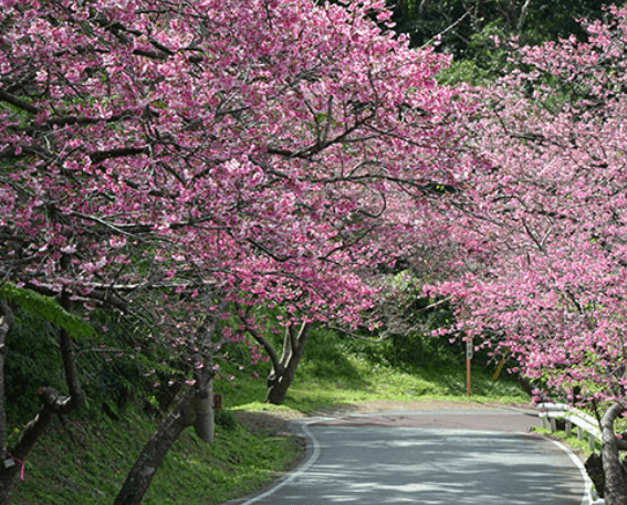 오키나와 1월 벚꽃