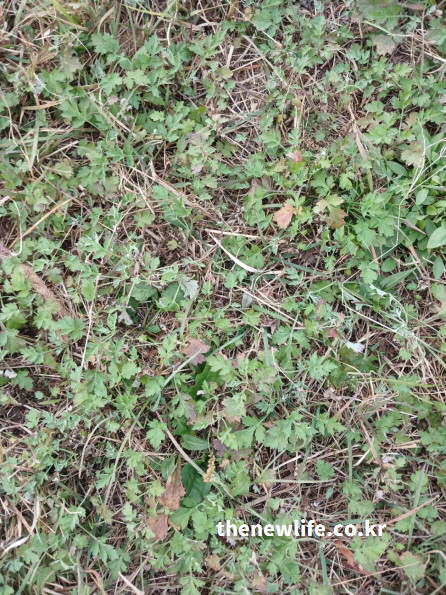 자연 들판에 자생하는 가을쑥의 실제 사진 &ndash; 소화 기능을 돕고 복부를 따뜻하게 하는 쑥의 생생한 모습