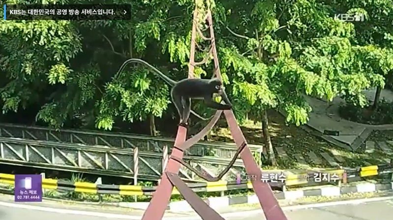 인관과 공존하는 동물