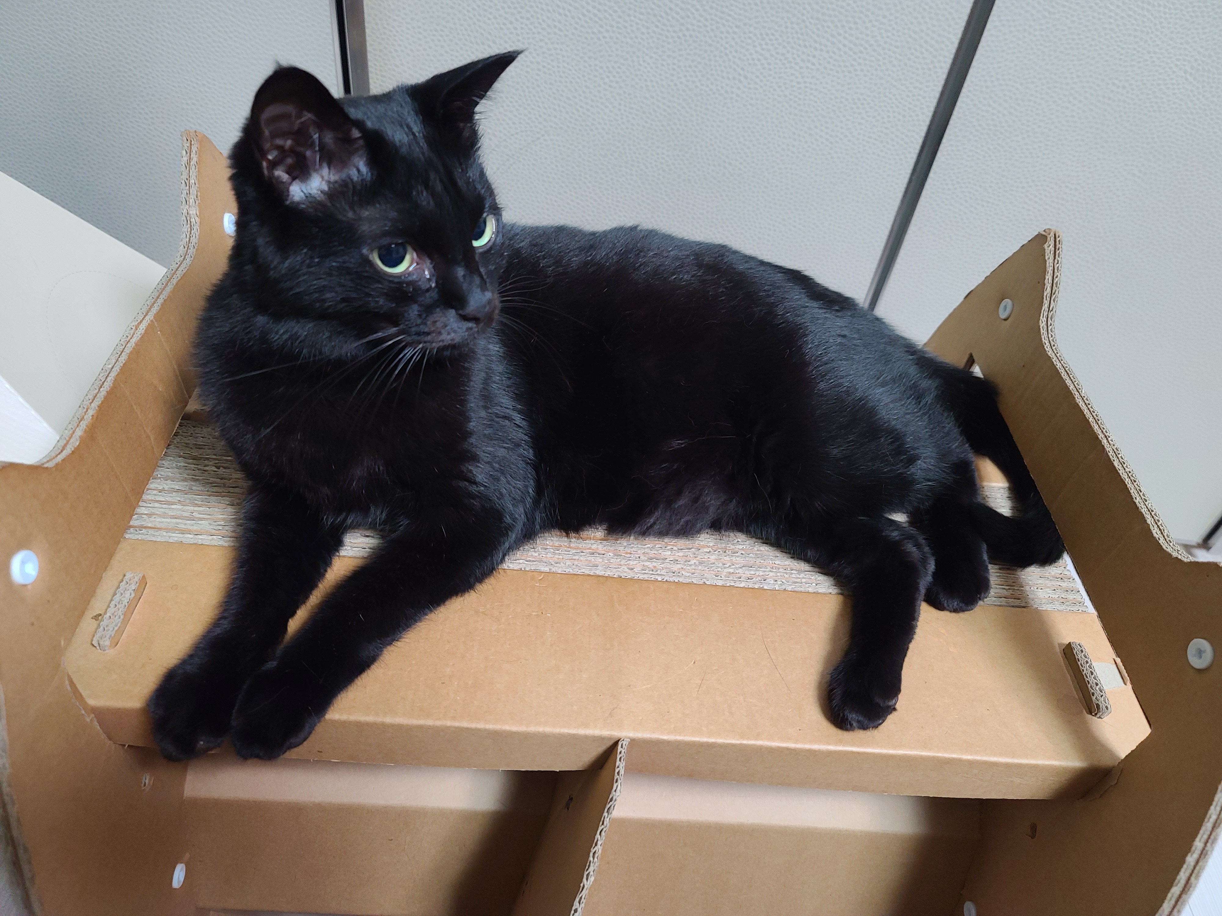 병원에서 돌아온 고양이들 상태.