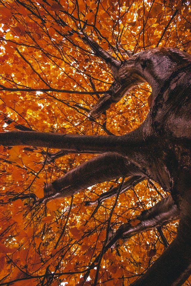 감성 가을 여행 사진 포인트｜2025 단풍빛 인생샷 명소