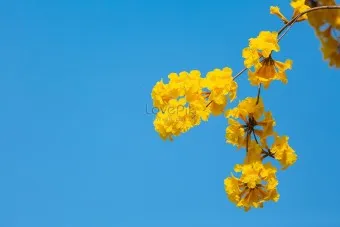 봄 이미지 일러스트 따뜻한 봄 꽃 예쁜 이미지_12