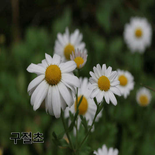 구절초의 영양소 및 효능, 채취방법, 요리 레시피