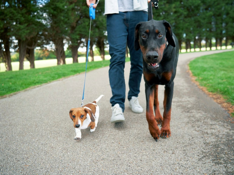 반려견 목줄 & 입마개 규정과 과태료 알아보기