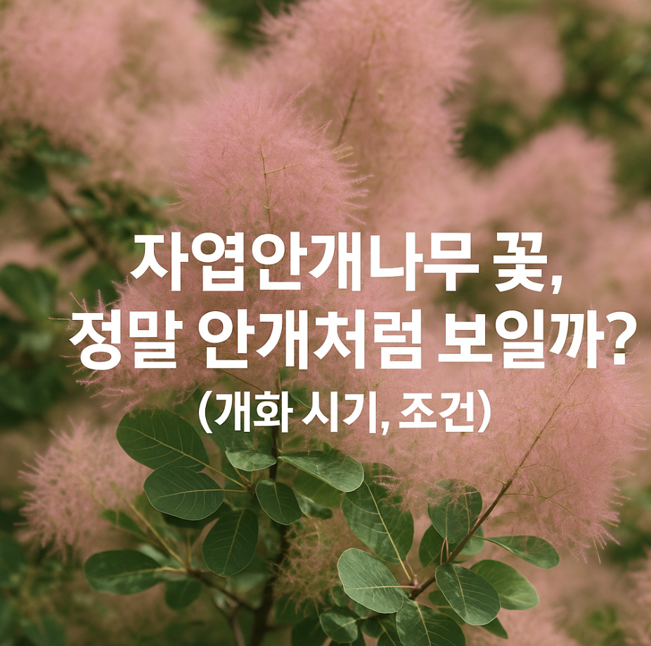 자엽안개나무 꽃, 정말 안개처럼 보일까? (개화 시기, 조건)