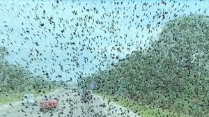 러브버그(Lovebug), 그 이름에 속지 마세요! 🐞💕