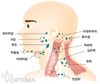 임파선 구조 주요기능