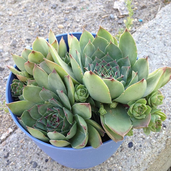 와송 효능