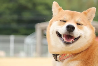 시바견/출처:어도비스톡