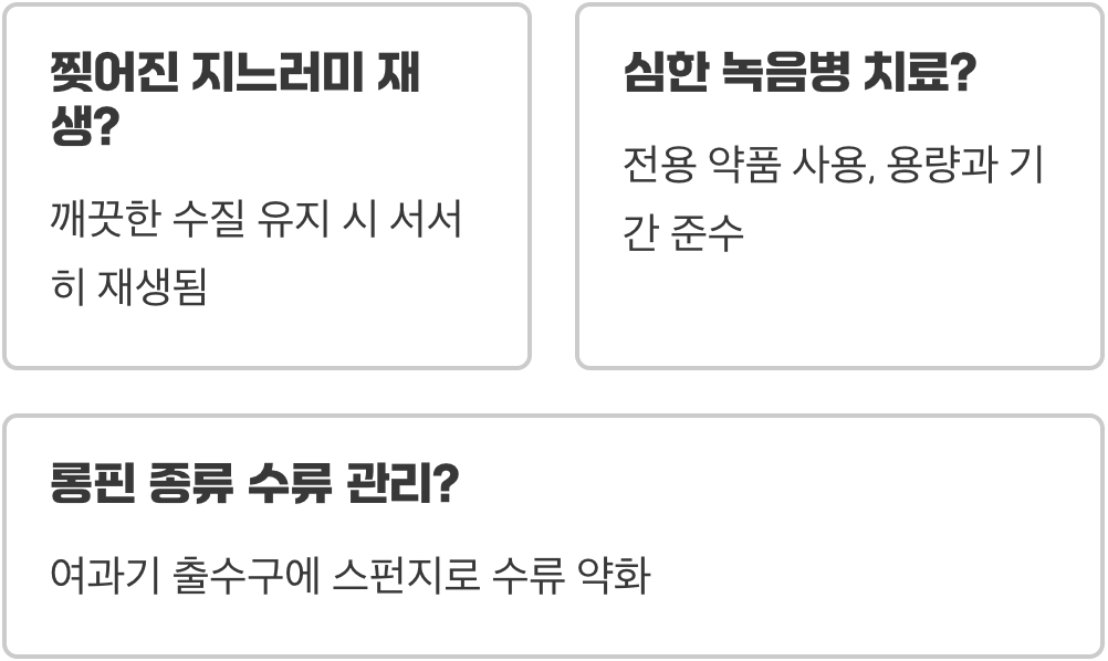 롱핀 지느러미 관리, 뜯김과 녹음병 예방법