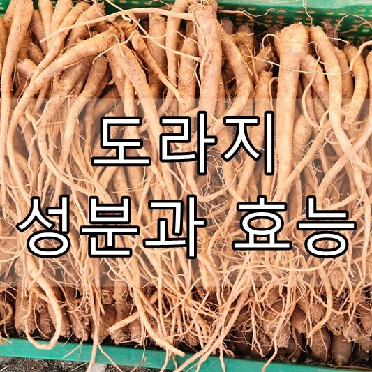 도라지 성분과 효능&#44; 부작용