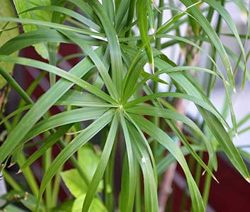 아파트에서-키우기-쉬운-식물-시페루스