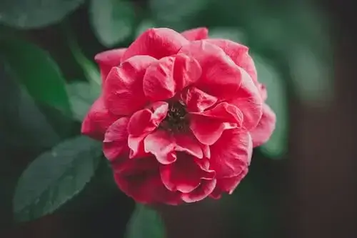 동백전 사용처 및 신청방법