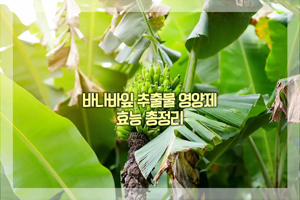 바나바잎 추출물 영양제