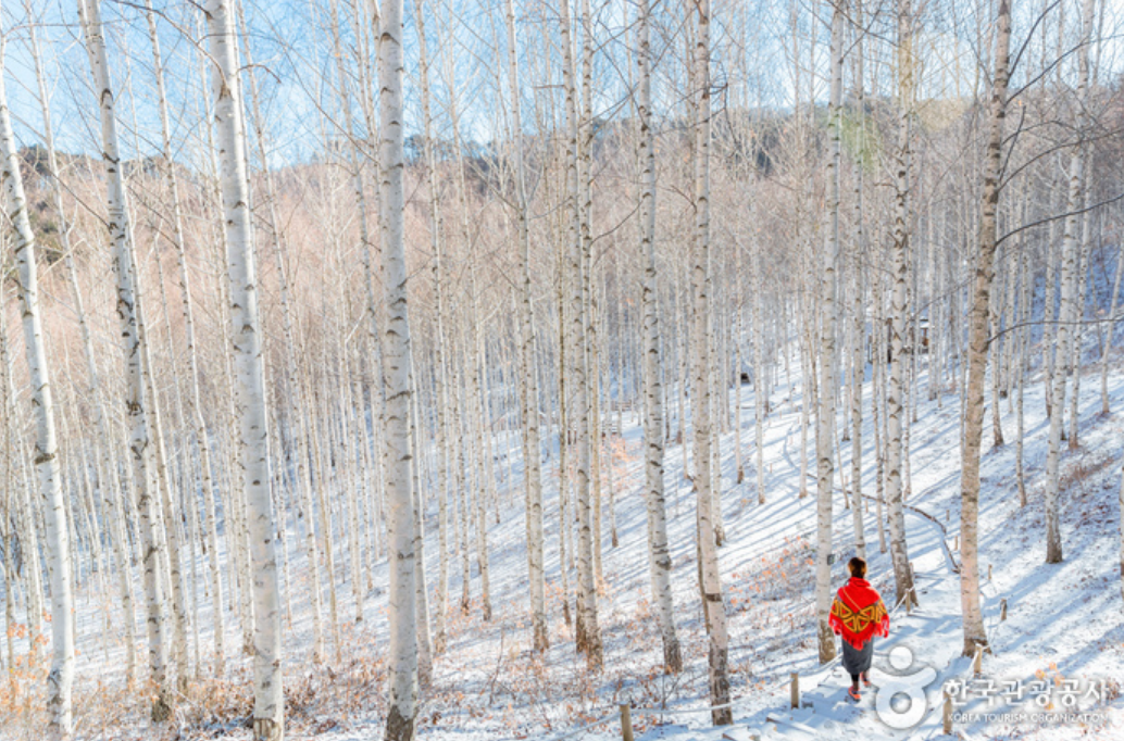 인제 원대리 자작나무숲