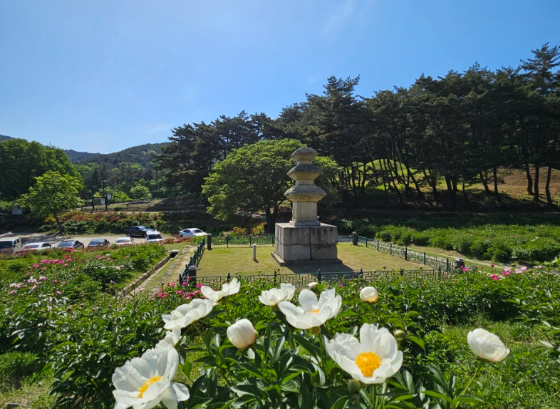 경주 서악동 삼층석탑, 숨겨진 작약꽃 명소에서 즐기는 봄 풍경