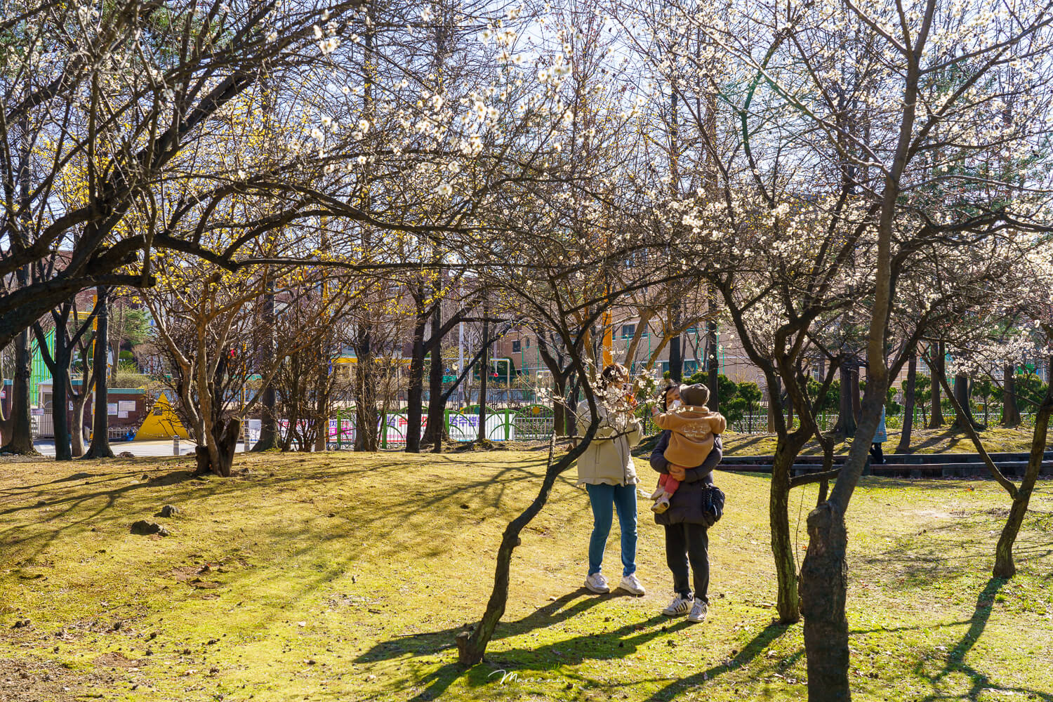 중앙공원 애견운동장