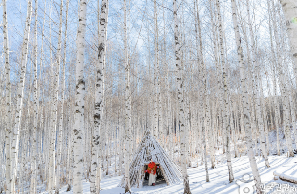 인제 원대리 자작나무숲