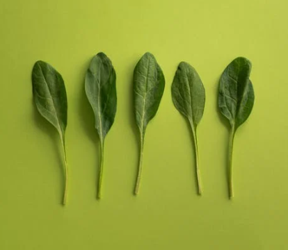 귀에 좋은 음식