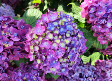 부산 태종대 수국축제