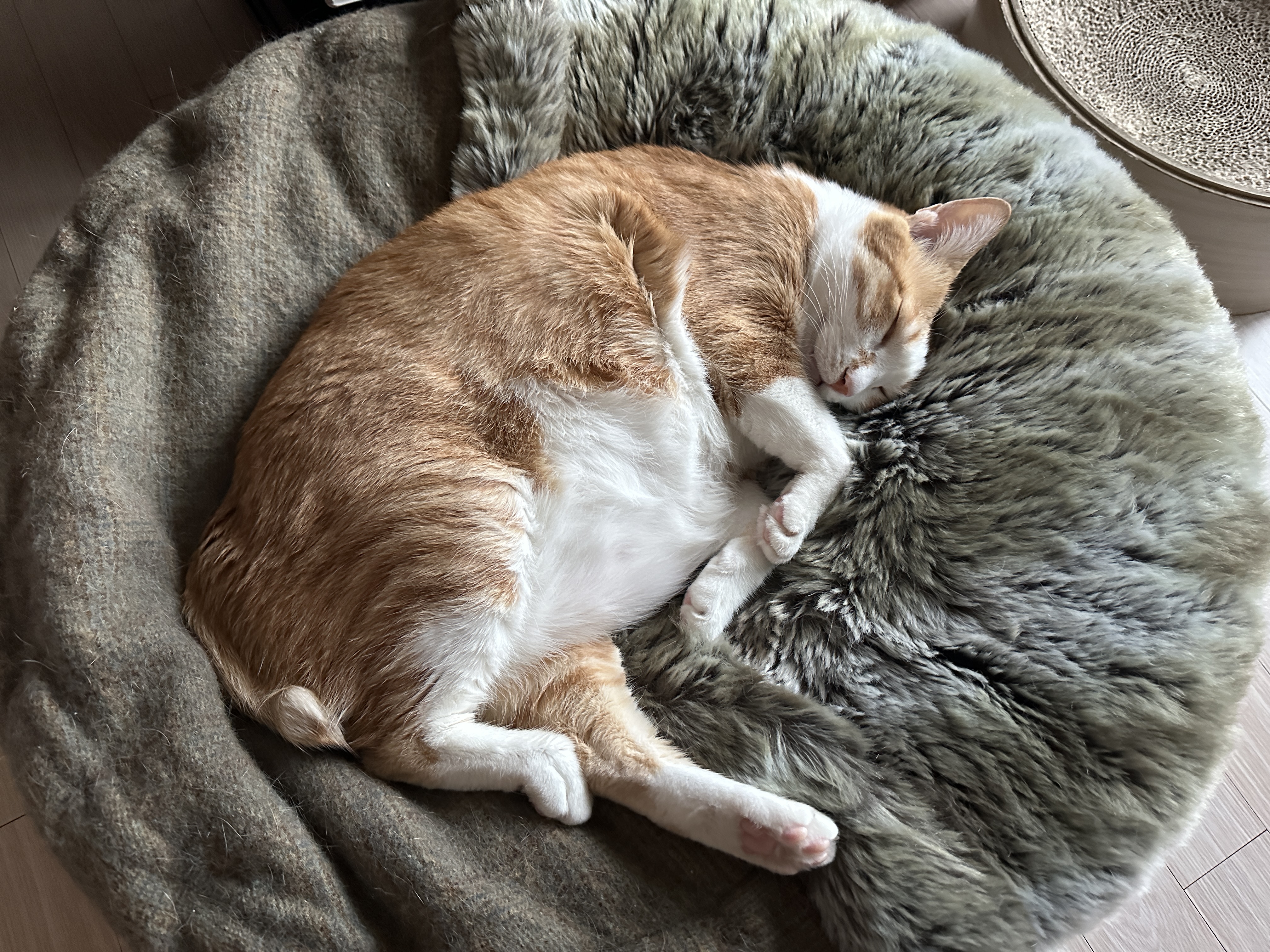 비오는 날 우리집 아홉냥이들은..(feat. 아홉냥이들 자는 모습)