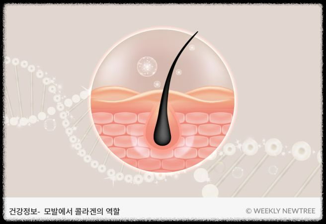 콜라겐과 치매: 두 가지의 숨겨진 연관성