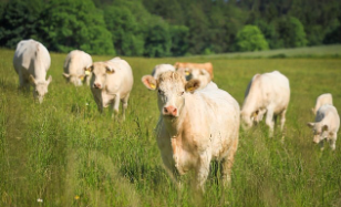 소띠 2025년 운세