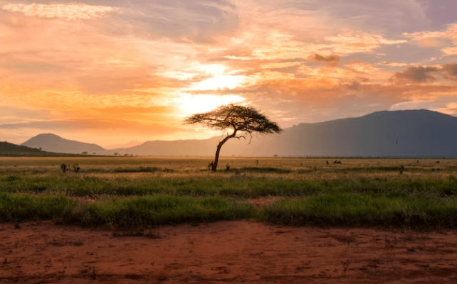 케냐간세끼 따라잡기! 케냐여행 4박 5일 경비/코스
