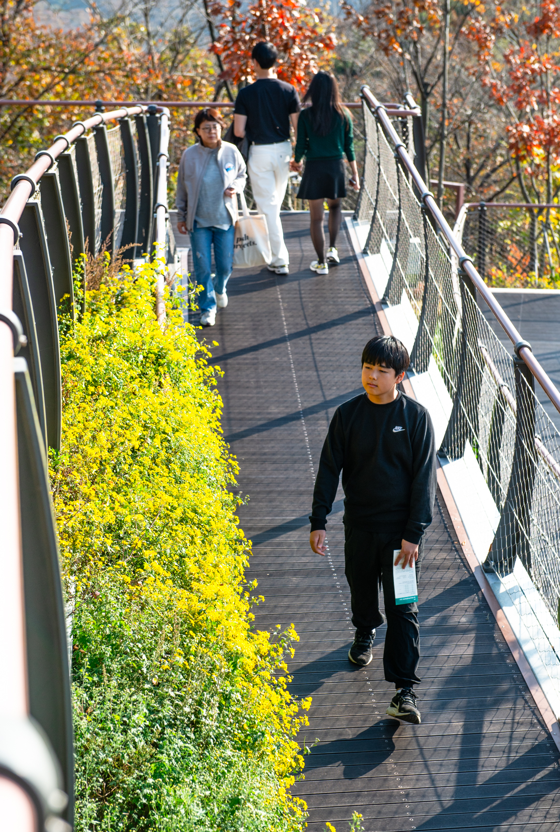 김포 애기봉 전망대 산국