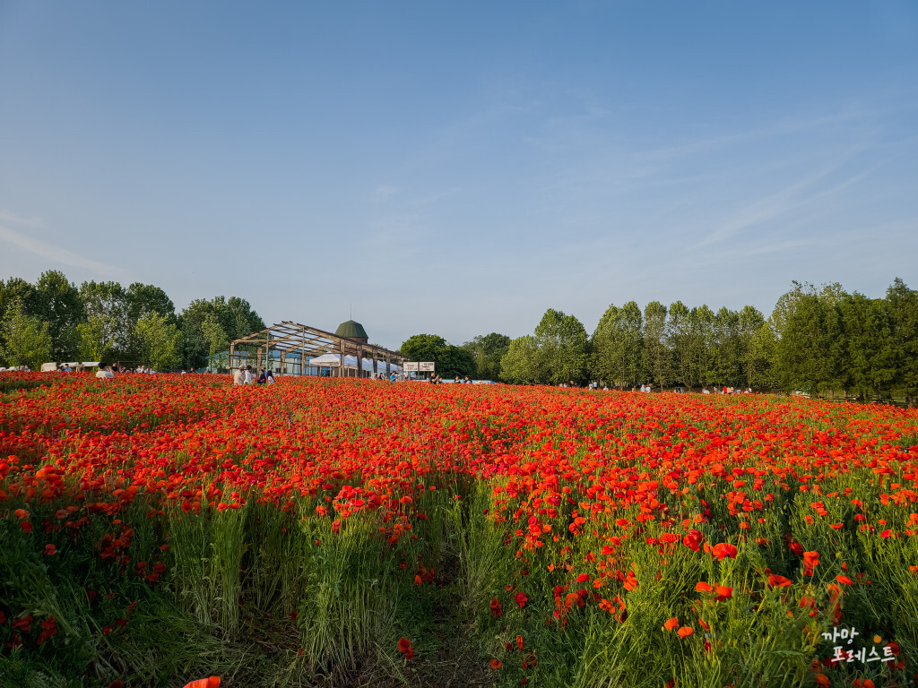 수원 탑동 시민농장 양귀비