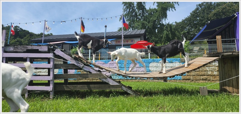 알프스산양목장