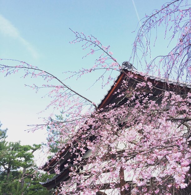 오사카 벚꽃