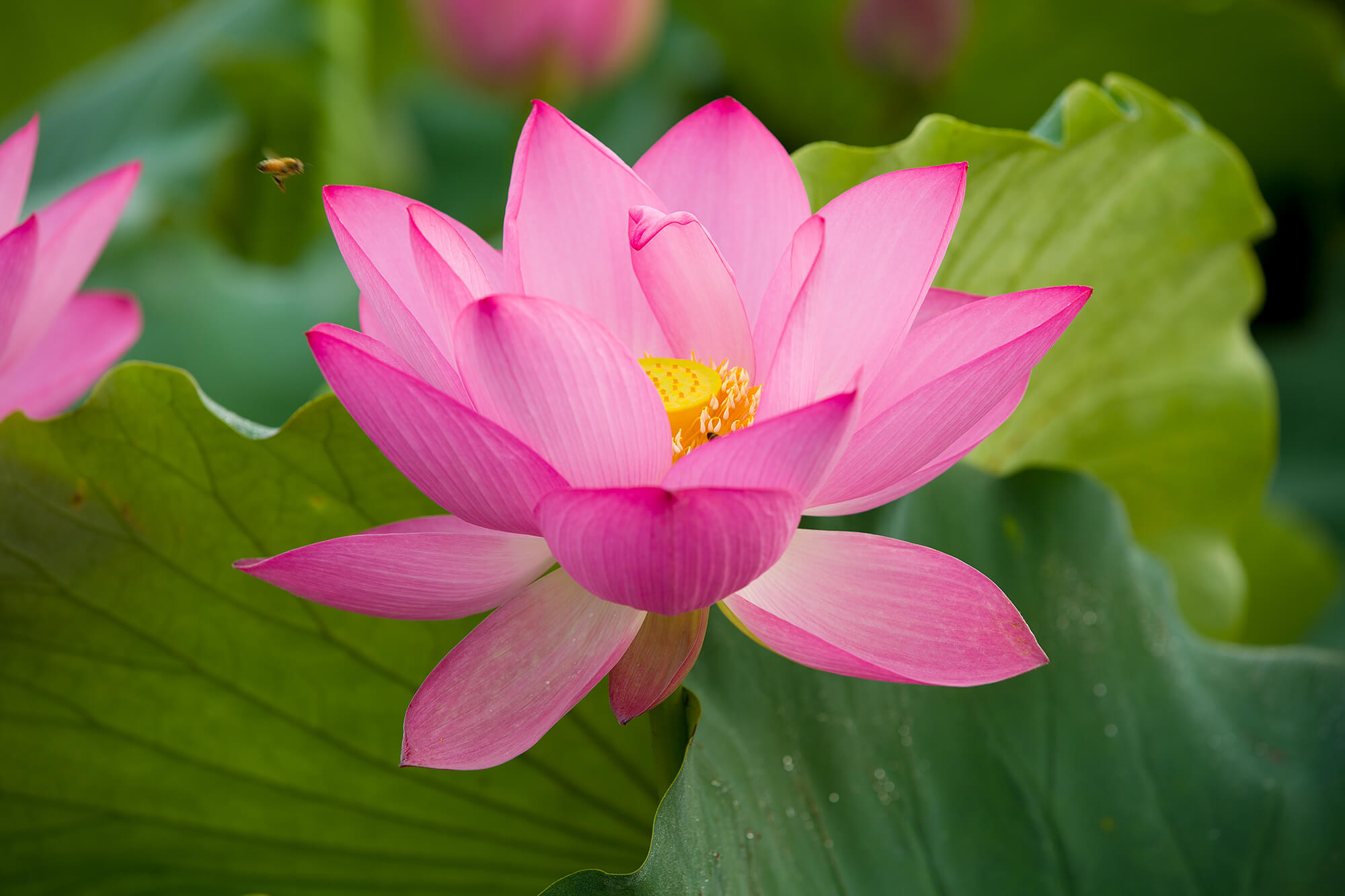 관곡지 연꽃테마파크