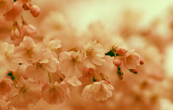 제주 벚꽃 개화