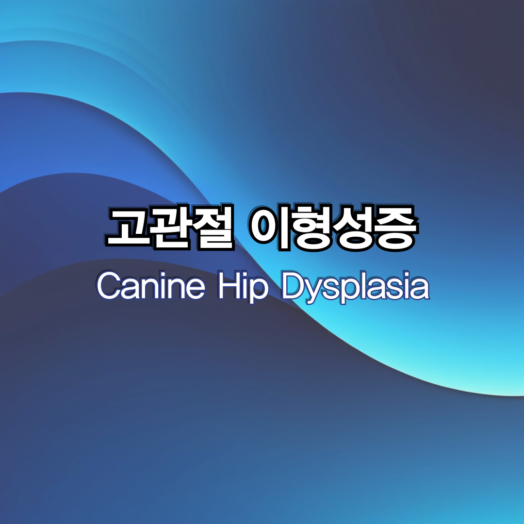 canine hip dysplasia
