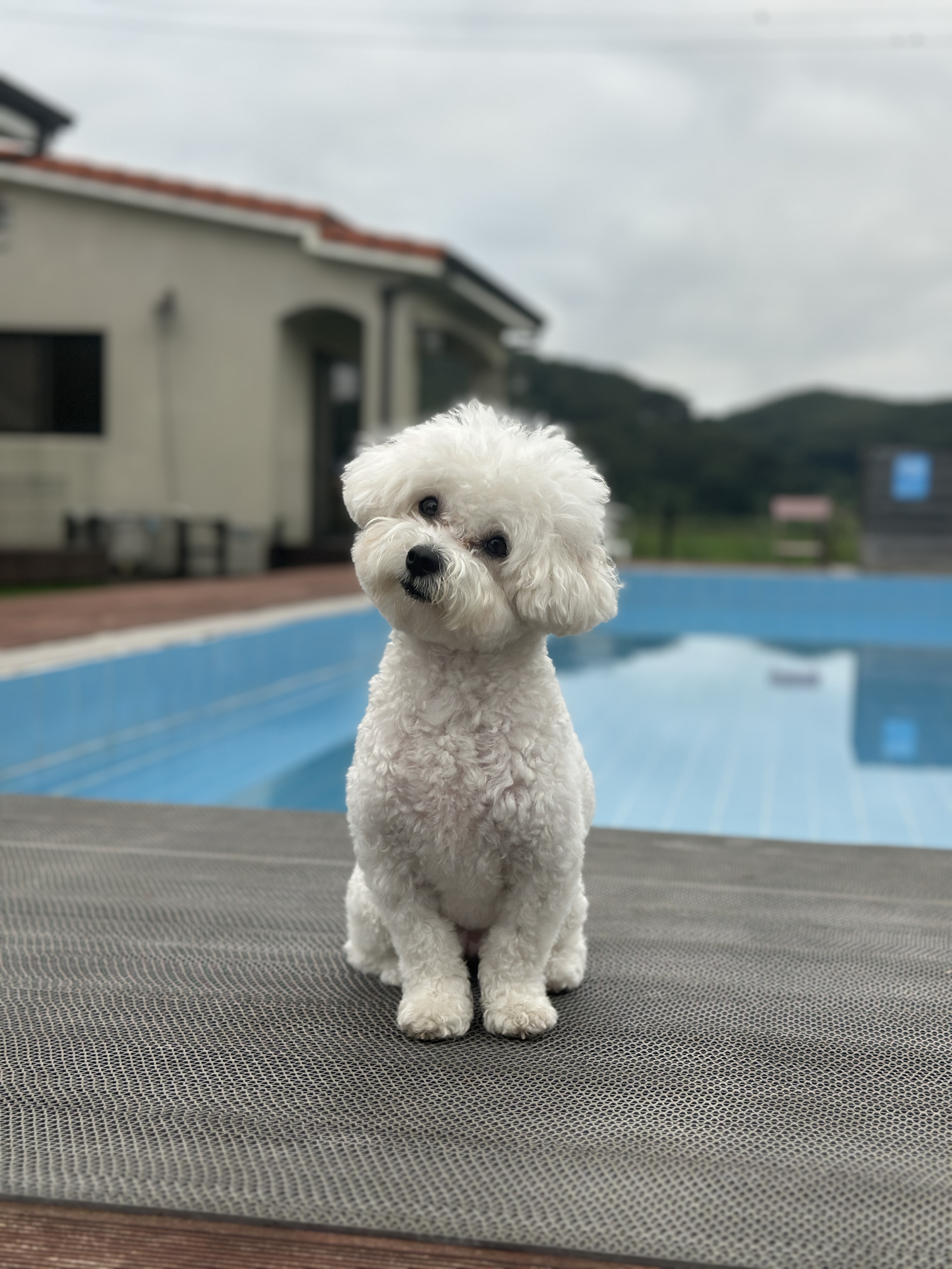 체크아운 하기전에 수영장앞에서 귀엽게 사진찍고있는 모찌