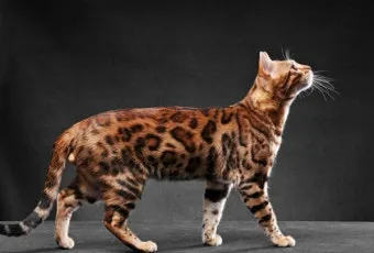 뱅갈고양이 유전병 털빠짐 무늬 수명 가격_2